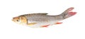 Siamese mud carp or henicorhynchus siamensis isolated on white background with clipping path, freshwater fish Royalty Free Stock Photo