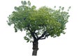 Siamese neem tree (Azadirachta indica Juss)