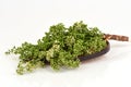Siamese neem tree, Nim, Margosa, Quinine Azadirachta indica A. Juss. Var. Siamensis Valeton Royalty Free Stock Photo