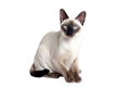 Siamese Oriental Cat On Isolated Transparent Background, Png. Generative AI Royalty Free Stock Photo