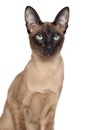 Siamese Oriental cat