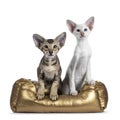 Siamese and Oriental Shorthair kitten on white Royalty Free Stock Photo