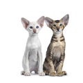 Siamese and Oriental Shorthair kitten on white Royalty Free Stock Photo