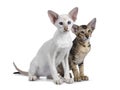 Siamese and Oriental Shorthair kitten on white Royalty Free Stock Photo