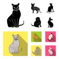 Siamese and other species. Cat breeds set collection icons in black, flat style vector symbol stock illustration web.