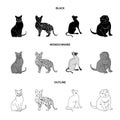 Siamese and other species. Cat breeds set collection icons in black,monochrome,outline style vector symbol stock