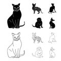 Siamese and other species. Cat breeds set collection icons in black,outline style vector symbol stock illustration web.