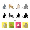 Siamese and other species. Cat breeds set collection icons in cartoon,black,flat style vector symbol stock illustration