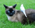 Blue-Eyed Siamese Cat & Parakeet