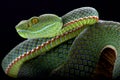 Siamese Peninsula Pitviper (Popeia fucata) Royalty Free Stock Photo