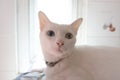 The Siamese Pure White cats face. The cat odd eyes has one golden eye and one blue one. Concept cute animal