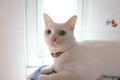 The Siamese Pure White cats face. The cat odd eyes has one golden eye and one blue one. Concept cute animal