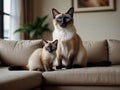 A Siamese purebred cat and kitten kitty sit side by side Royalty Free Stock Photo