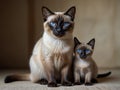 A Siamese purebred cat and kitten kitty with sit side by side Royalty Free Stock Photo