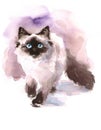 Siamese Ragdoll Cat Walking Looking Up Watercolor Animals Pets Illustration Hand Painted