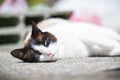 Siamese ragdoll crossbreed cat resting in the sun on a terrace