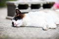 Siamese ragdoll crossbreed cat resting in the sun on a terrace