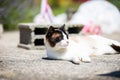 Siamese ragdoll crossbreed cat resting in the sun on a terrace