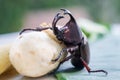 Siamese rhinoceros beetle or Fighting beetle