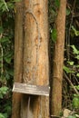 Siamese rosewood tree in national park