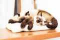 Siamese siblings cats sleeping Royalty Free Stock Photo