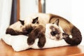 Siamese siblings cats sleeping Royalty Free Stock Photo