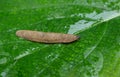 A Siamese slug Royalty Free Stock Photo