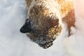 Siamese snowshoe cat is walking in the snow in winter