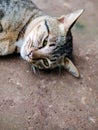 Siamese tabby cat, relaxing and resting with lazy on ground, Royalty Free Stock Photo