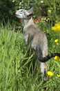 Siamese tabby point cat