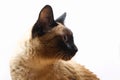 Siamese or Thai cat against a white wall. Royalty Free Stock Photo