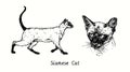 Siamese Thai Cat collection, head front view and standing side view. Ink black and white doodle drawing Royalty Free Stock Photo