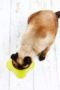 A Siamese Thai cat eats dry food from a yellow-green plastic bowl on a white wooden floor. Royalty Free Stock Photo