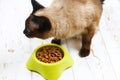 A Siamese Thai cat eats dry food from a yellow-green plastic bowl on a white wooden floor. Royalty Free Stock Photo