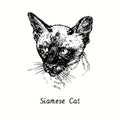 Siamese Thai Cat face portrait. Ink black and white doodle drawing Royalty Free Stock Photo