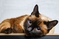 Siamese Thai cat lies and looks into the camera, in the frame, in the soul. Sadness, melancholy, loneliness.