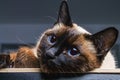 Siamese Thai cat looks carefully away. Portrait of a cat with blue eyes. Royalty Free Stock Photo