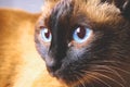 Siamese Thai cat looks carefully away. Portrait of a cat with blue eyes. Royalty Free Stock Photo