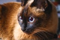 Siamese Thai cat looks carefully away. Portrait of a cat with blue eyes. Royalty Free Stock Photo