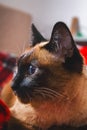 Siamese Thai cat looks carefully away. Portrait of a cat with blue eyes. Royalty Free Stock Photo