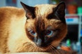 Siamese Thai cat looks carefully away. Portrait of a cat with blue eyes. Royalty Free Stock Photo