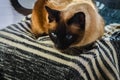 A Siamese or Thai cat looks out the window out of the house. Royalty Free Stock Photo