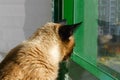 A Siamese or Thai cat looks out the window out of the house. Royalty Free Stock Photo