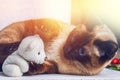 Siamese Thai cat plays with a teddy bear. Claws, teeth, aggression. Royalty Free Stock Photo