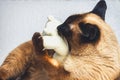 Siamese Thai cat plays with a teddy bear. Claws, teeth, aggression. Royalty Free Stock Photo