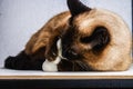 Siamese Thai cat plays with a teddy bear. Claws, teeth, aggression. Royalty Free Stock Photo