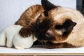 Siamese Thai cat plays with a teddy bear. Claws, teeth, aggression. Royalty Free Stock Photo