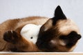 Siamese Thai cat plays with a teddy bear. Claws, teeth, aggression. He sleeps with a toy. Royalty Free Stock Photo
