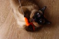 Siamese or Thai cat plays with a toy. A disabled cat bites and scratches a toy. Three paws, no limb. Royalty Free Stock Photo