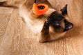 Siamese or Thai cat plays with a toy. A disabled cat bites and scratches a toy. Three paws, no limb. Royalty Free Stock Photo